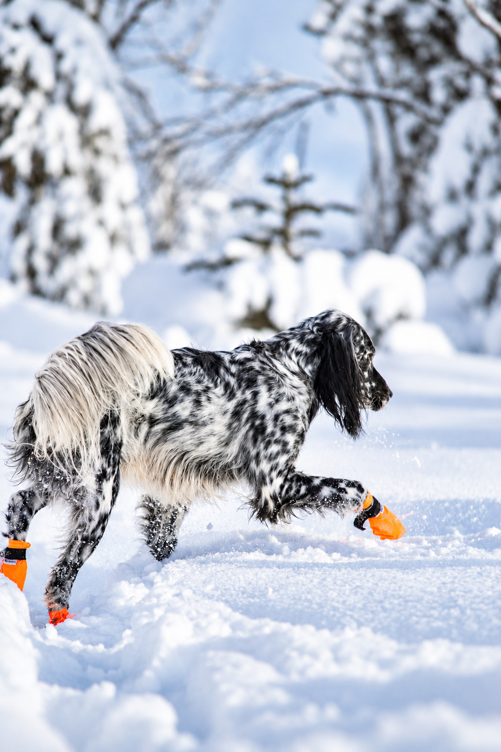 Hundesokk Cordura