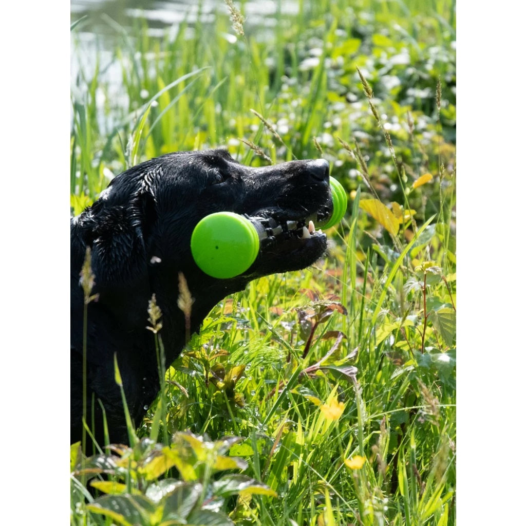 Dog Comets Meteor Throwing Stick
