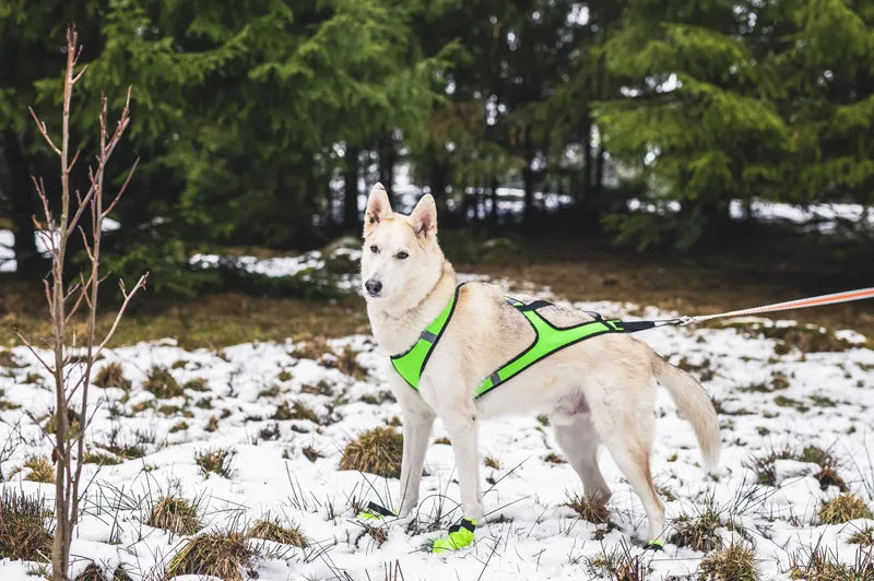 Ski Sele Neongrønn