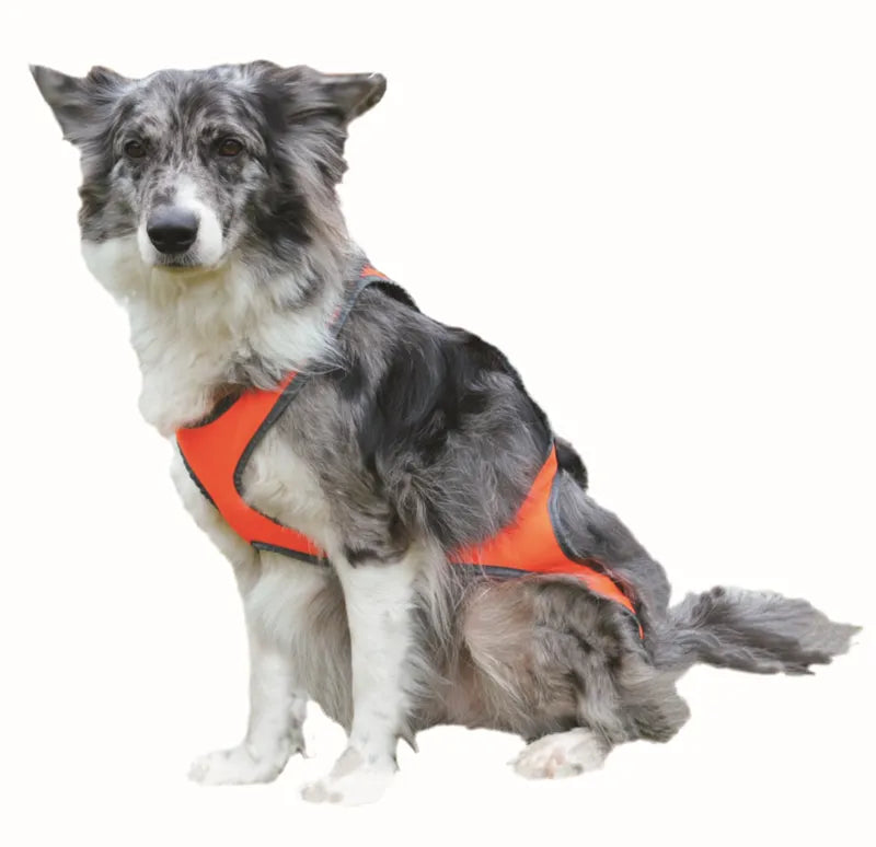 Ski Sele Orange